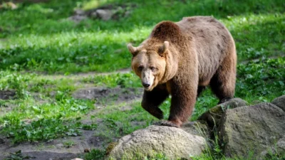 Bear Puns